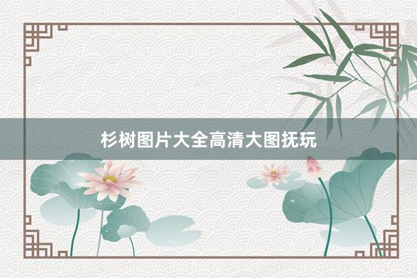 杉树图片大全高清大图抚玩